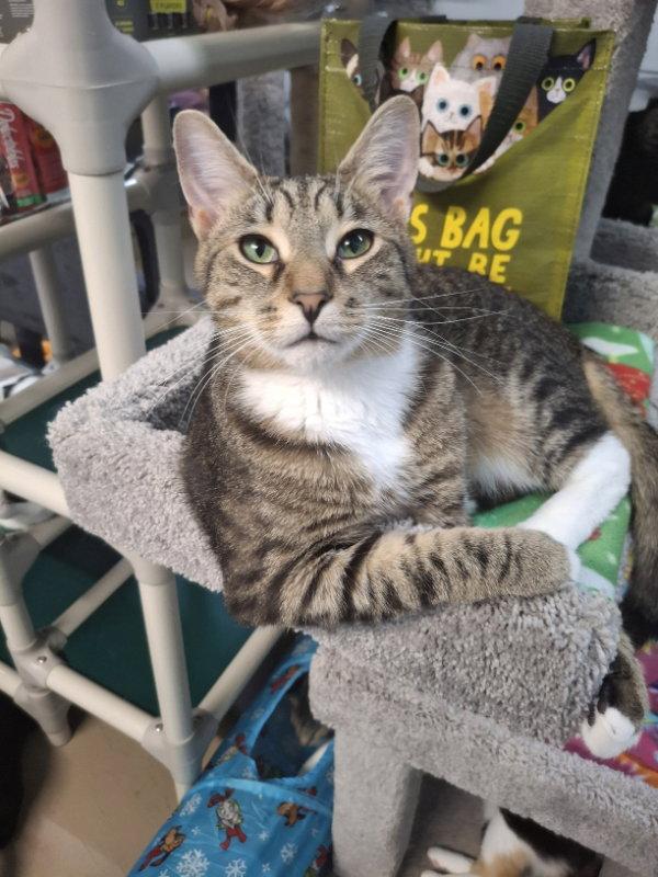 Fig, Adoptable, Young Male Domestic Short Hair.