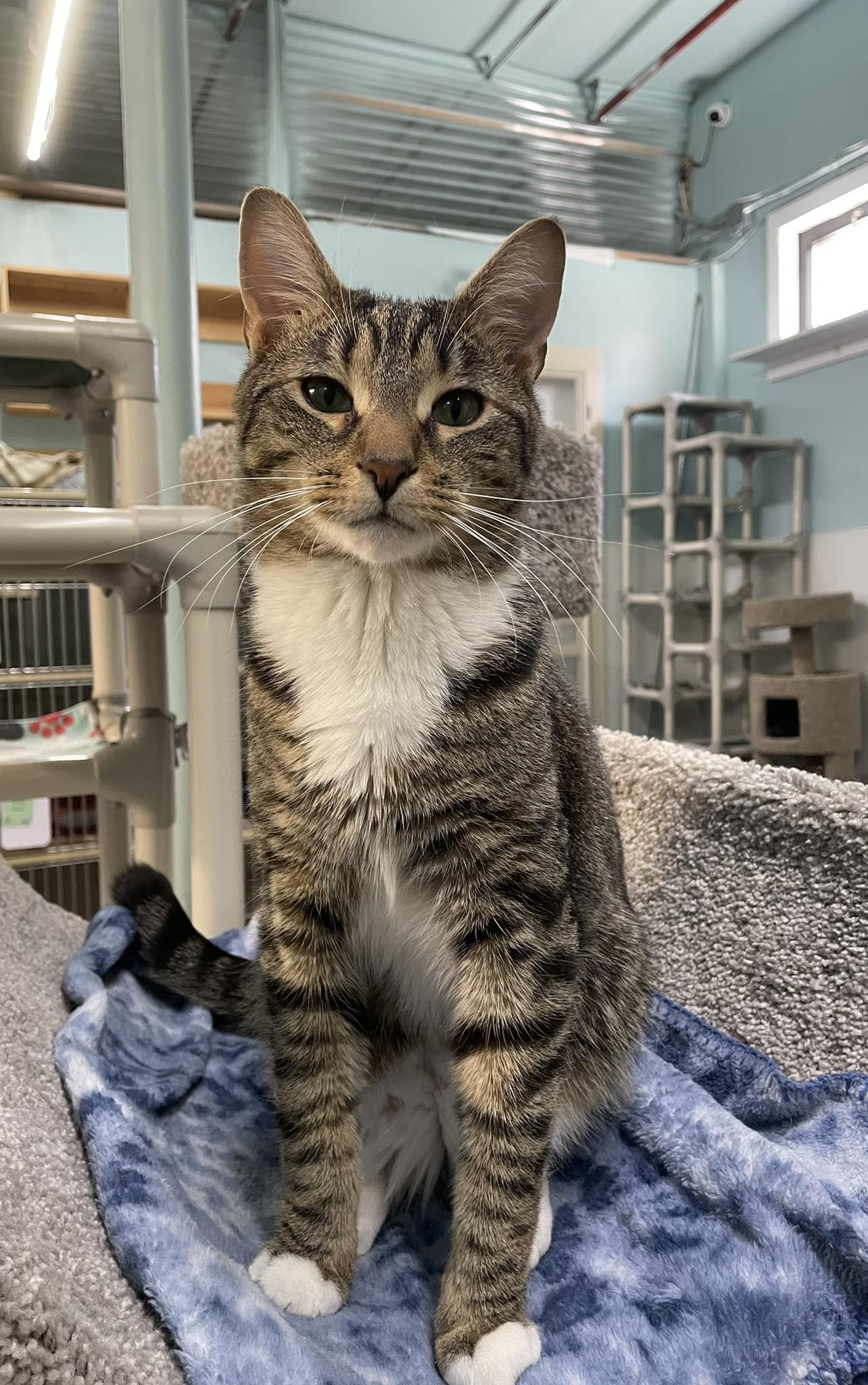 Fig, a Adoptable Domestic Short Hair in Gonic, NH image 2/3