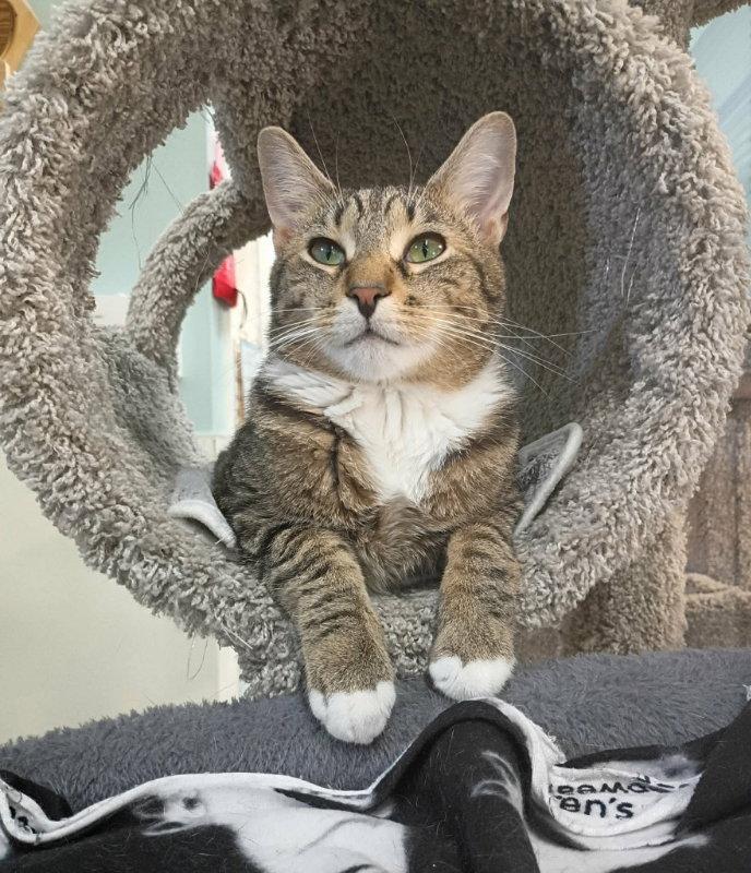Fig, a Adoptable Domestic Short Hair in Gonic, NH image 3/3