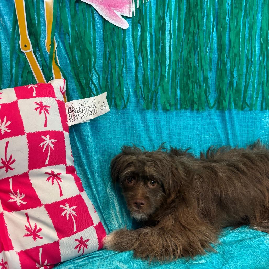 Aniya, Adoptable, Young Female Terrier.