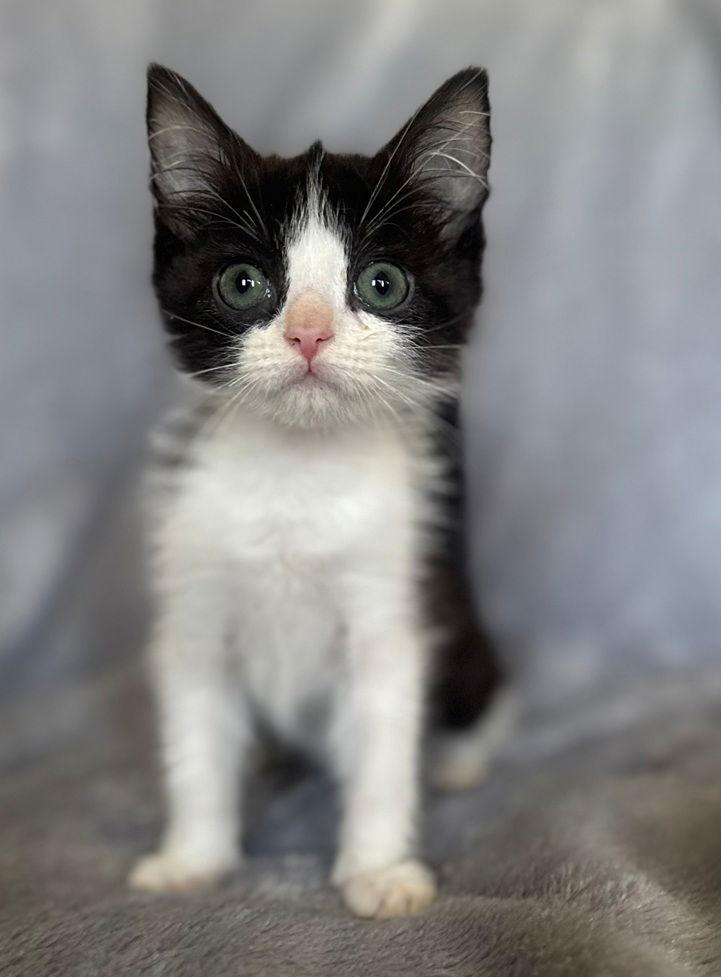 Gumdrop, Adoptable, Kitten Female Domestic Short Hair.