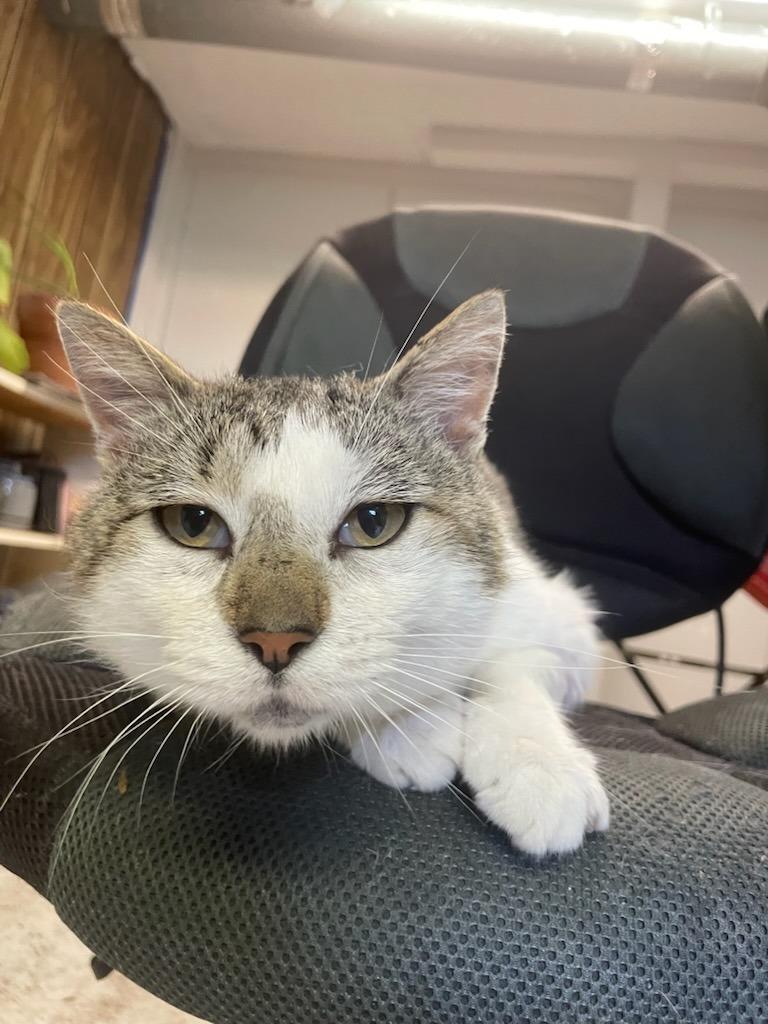 Dr. Schweitzer, Adoptable, Young Male Domestic Short Hair.