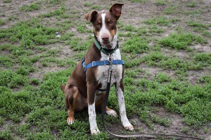 Oso, a Adoptable mixed breed in Kansas City, MO image 1/3