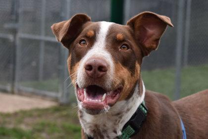 Oso, Adoptable, Adult Male Doberman Pinscher & Mixed Breed.