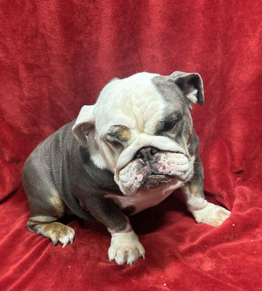 MABEL(ohiosdrescue@gmail.com), ADOPTABLE, Adult Female English Bulldog.