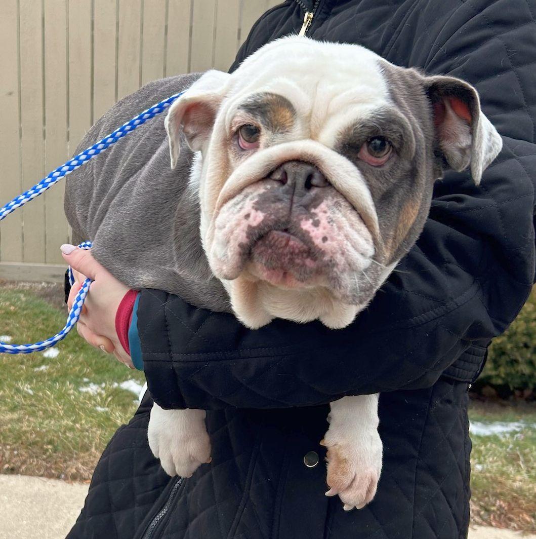 Enlarge MABEL(ohiosdrescue@gmail.com), a ADOPTABLE English Bulldog in Elyria, OH image 2/3