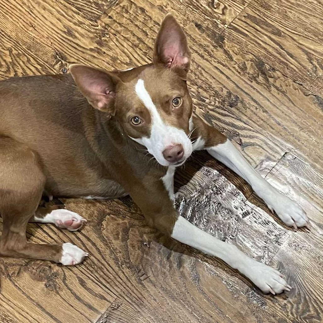 Nakia, Adoptable, Adult Female Mixed Breed.