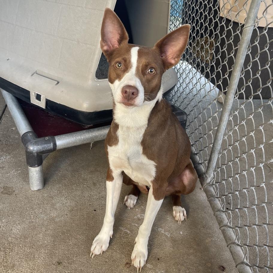 Enlarge Nakia, a Adoptable Mixed Breed in Sand Springs, OK image 2/6
