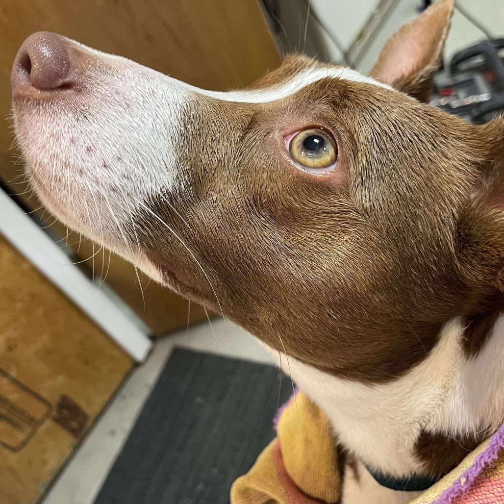 Enlarge Nakia, a Adoptable Mixed Breed in Sand Springs, OK image 6/6