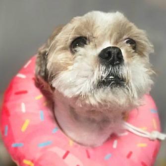 Dover $500, Adoptable, Adult Male Shih Tzu.