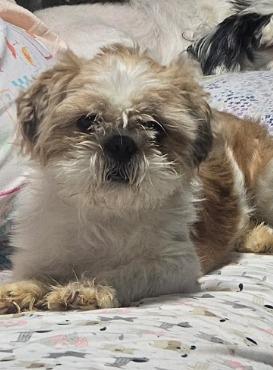 Enlarge Dover $500, a Adoptable Shih Tzu in Milwaukee, WI image 2/2