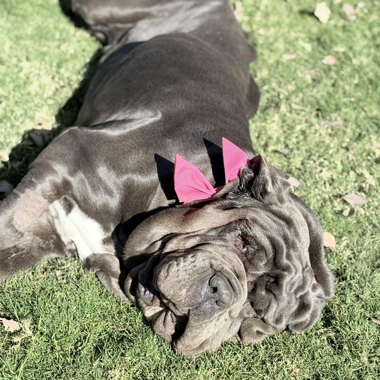 Enlarge Fiona, a ADOPTABLE Neapolitan Mastiff in Riverside, CA image 5/6