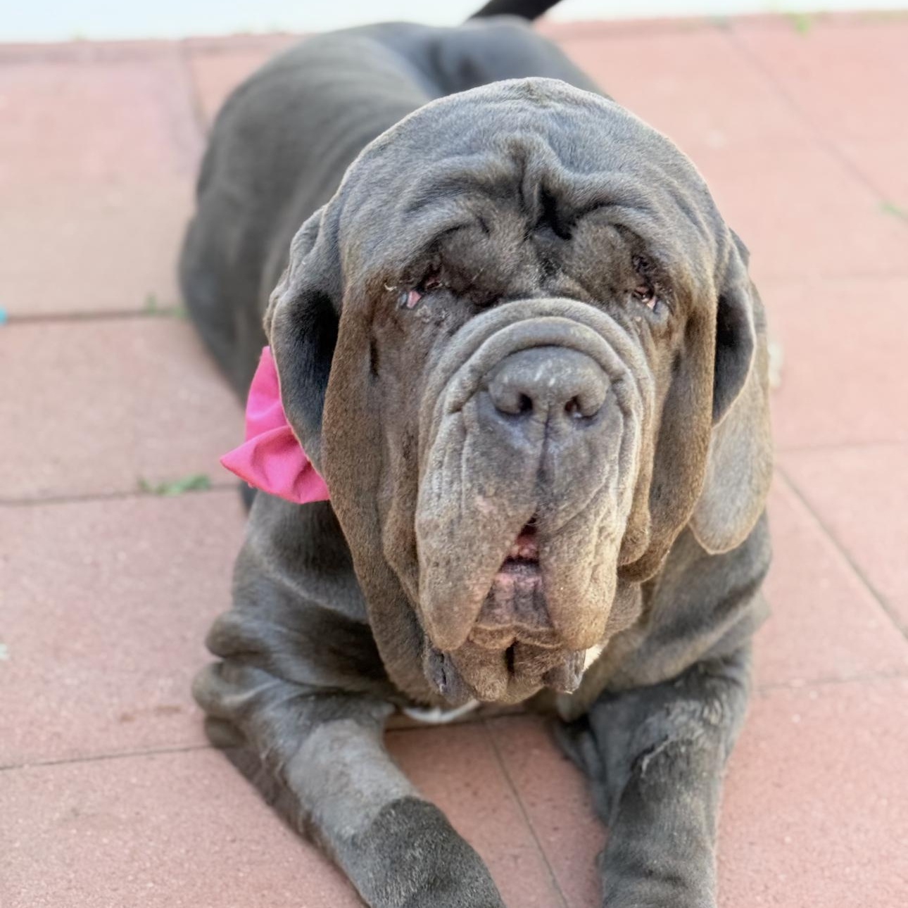 Enlarge Fiona, a ADOPTABLE Neapolitan Mastiff in Riverside, CA image 3/6