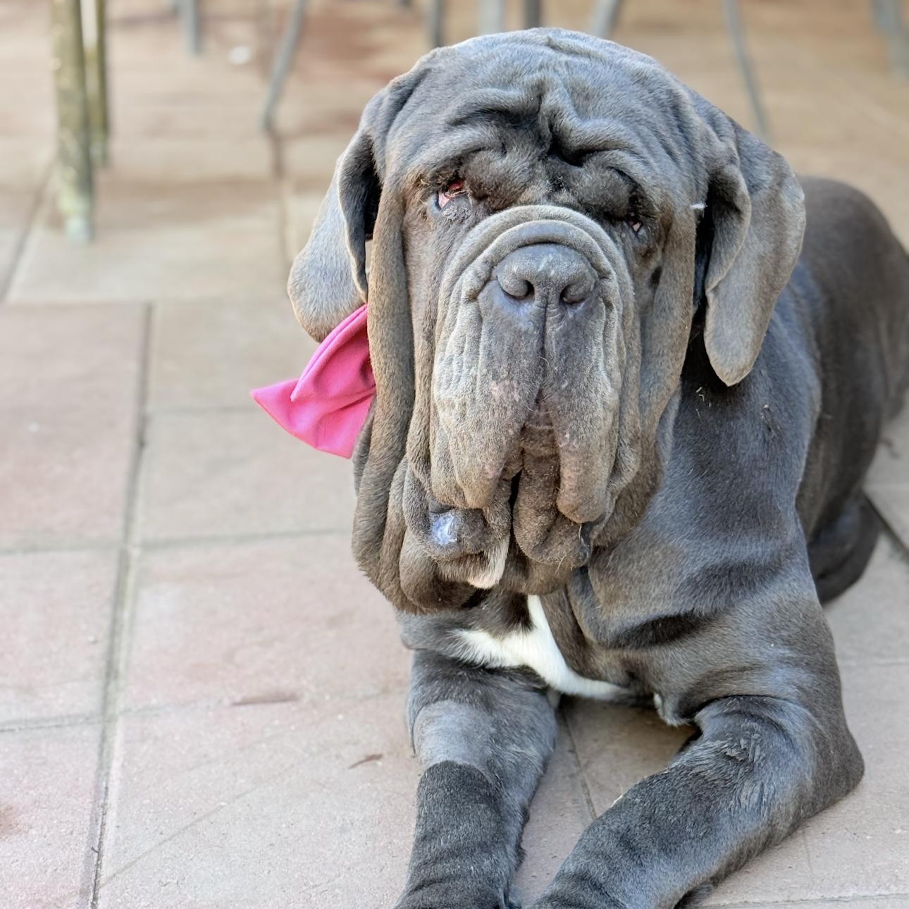 Enlarge Fiona, a ADOPTABLE Neapolitan Mastiff in Riverside, CA image 2/6