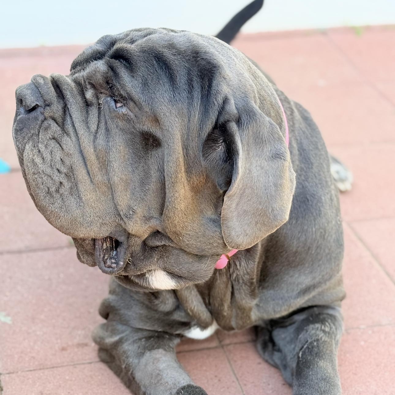 Enlarge Fiona, a ADOPTABLE Neapolitan Mastiff in Riverside, CA image 4/6