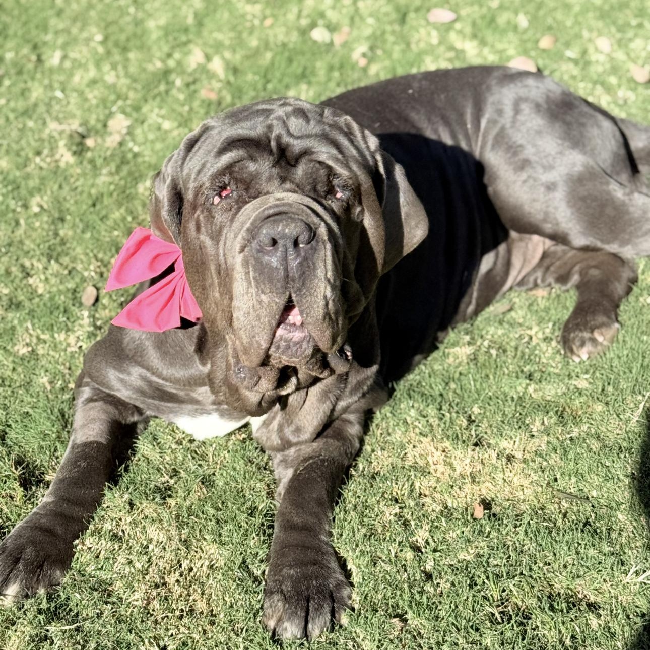 Enlarge Fiona, a ADOPTABLE Neapolitan Mastiff in Riverside, CA image 6/6