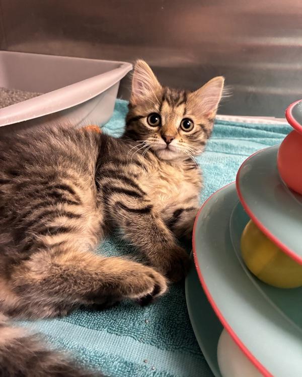 Temple (with Pollak), Adoptable, Kitten Female Domestic Medium Hair.