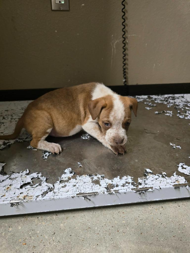 Nixon, Adoptable, Puppy Male Labrador Retriever.