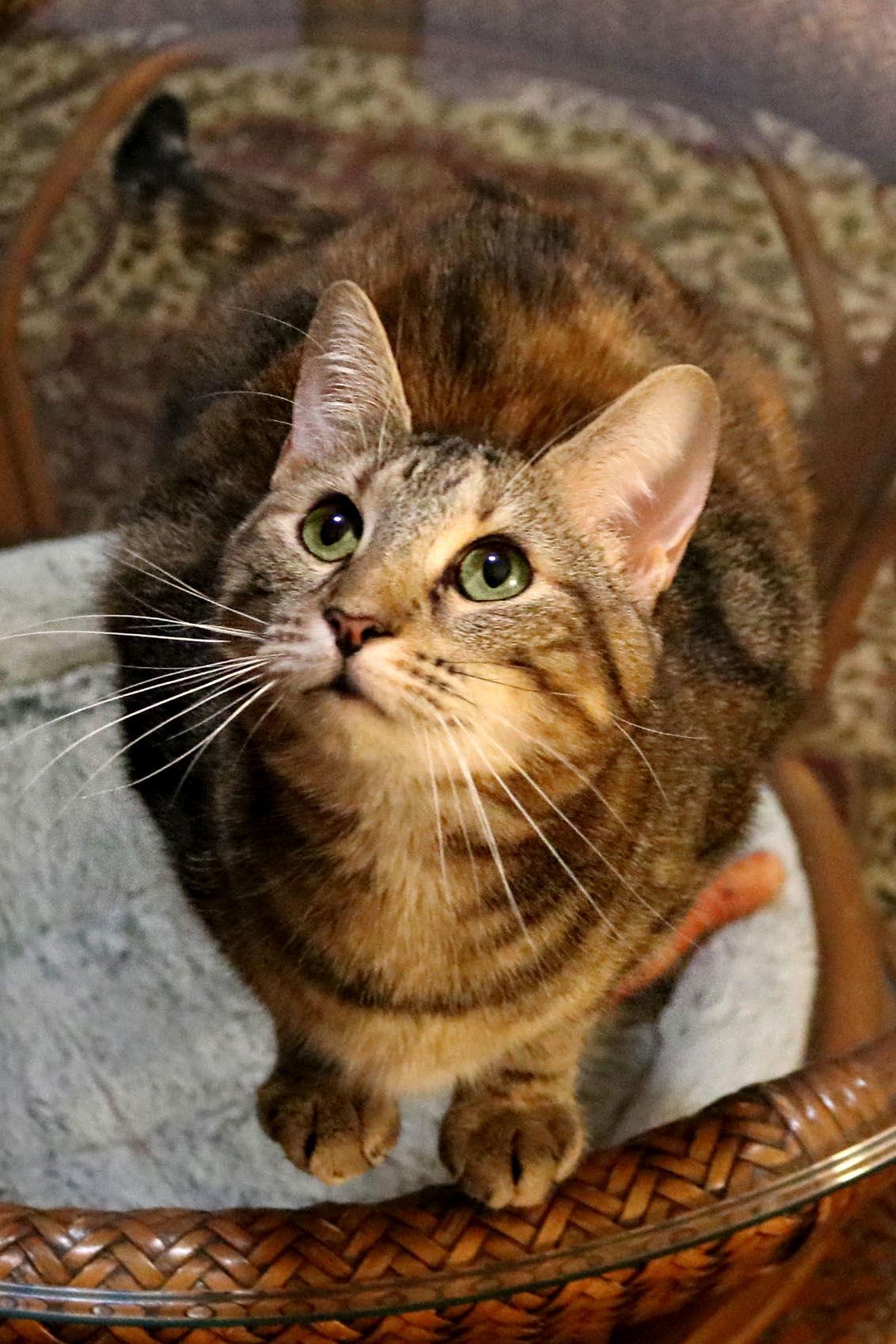 Baby Kitty, Adoptable, Young Female Tabby.