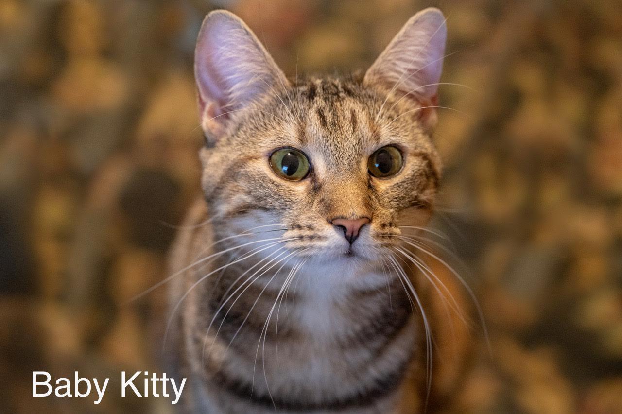 Baby Kitty, a Adoptable Tabby in Buford, GA image 2/6