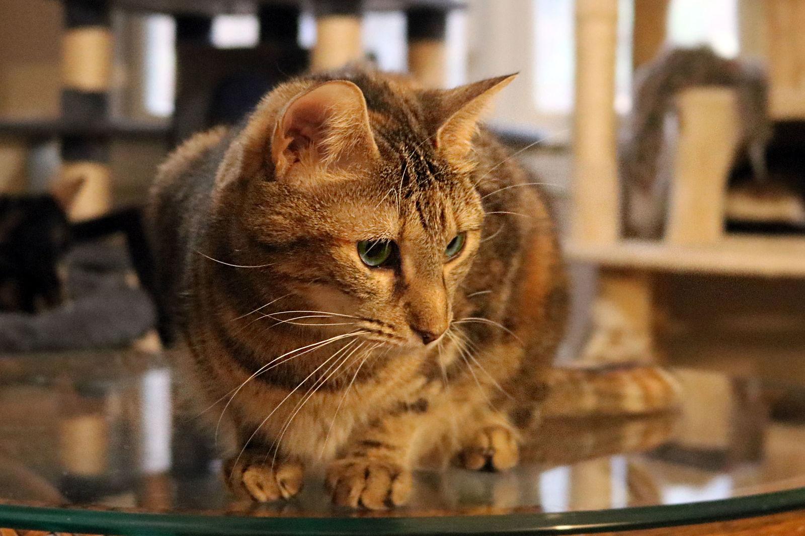 Baby Kitty, a Adoptable Tabby in Buford, GA image 3/6