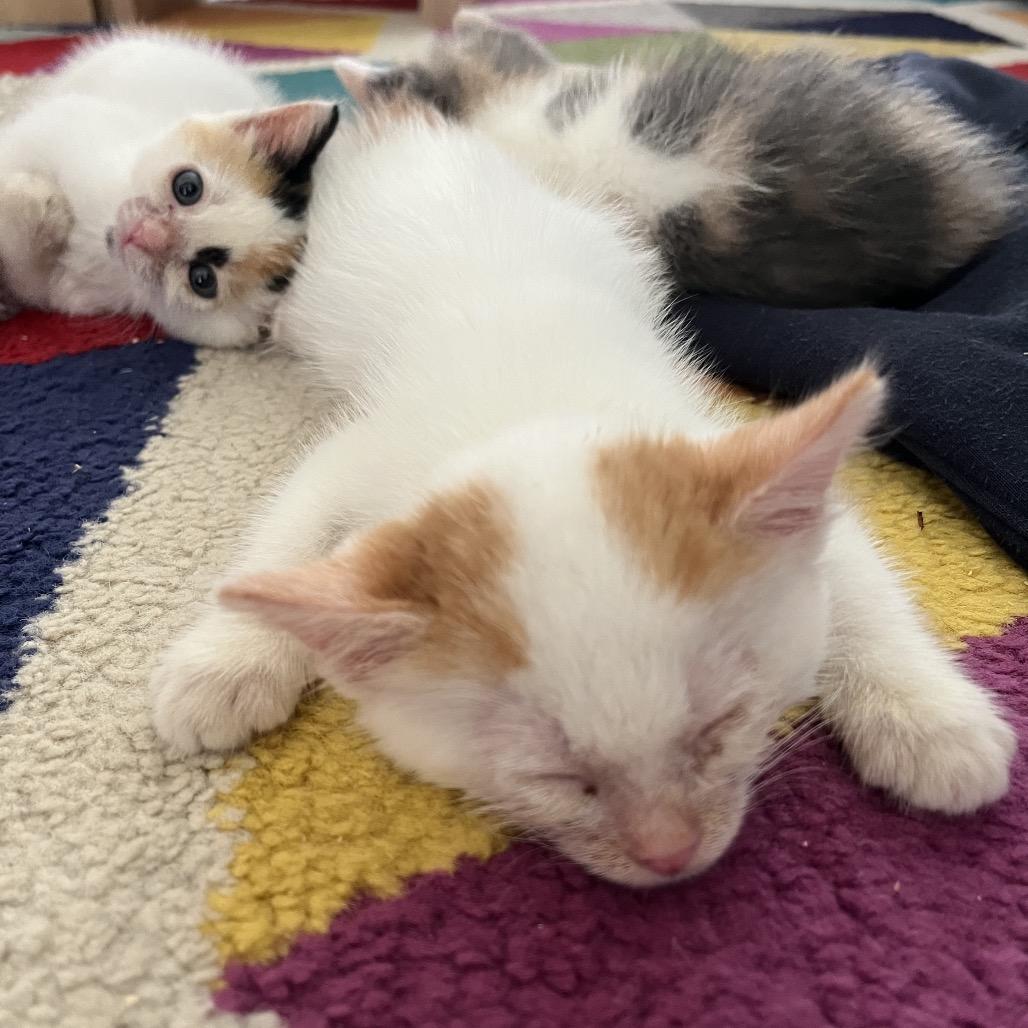 Barney, Adoptable, Kitten Female Domestic Short Hair.