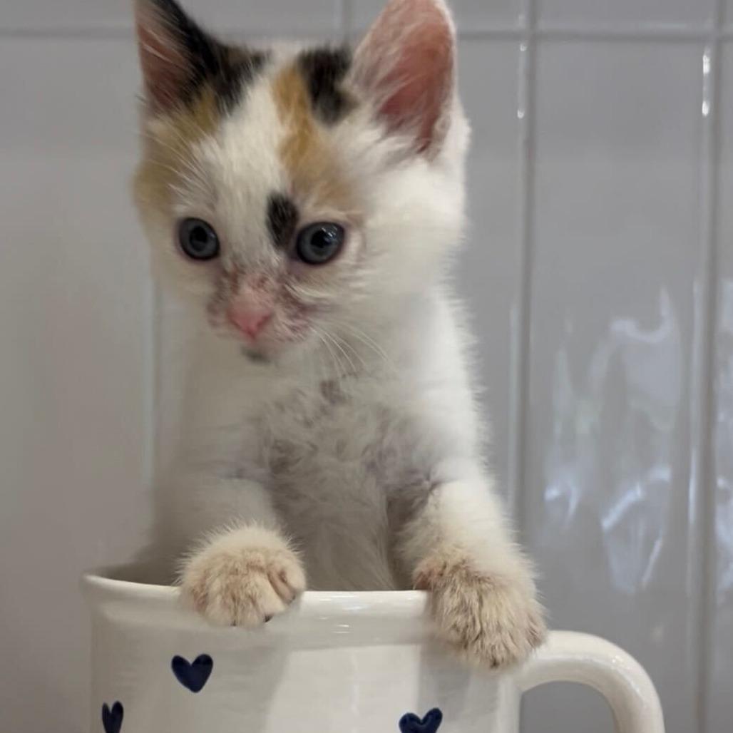 Barney, a Adoptable Domestic Short Hair in Pahoa, HI image 2/6