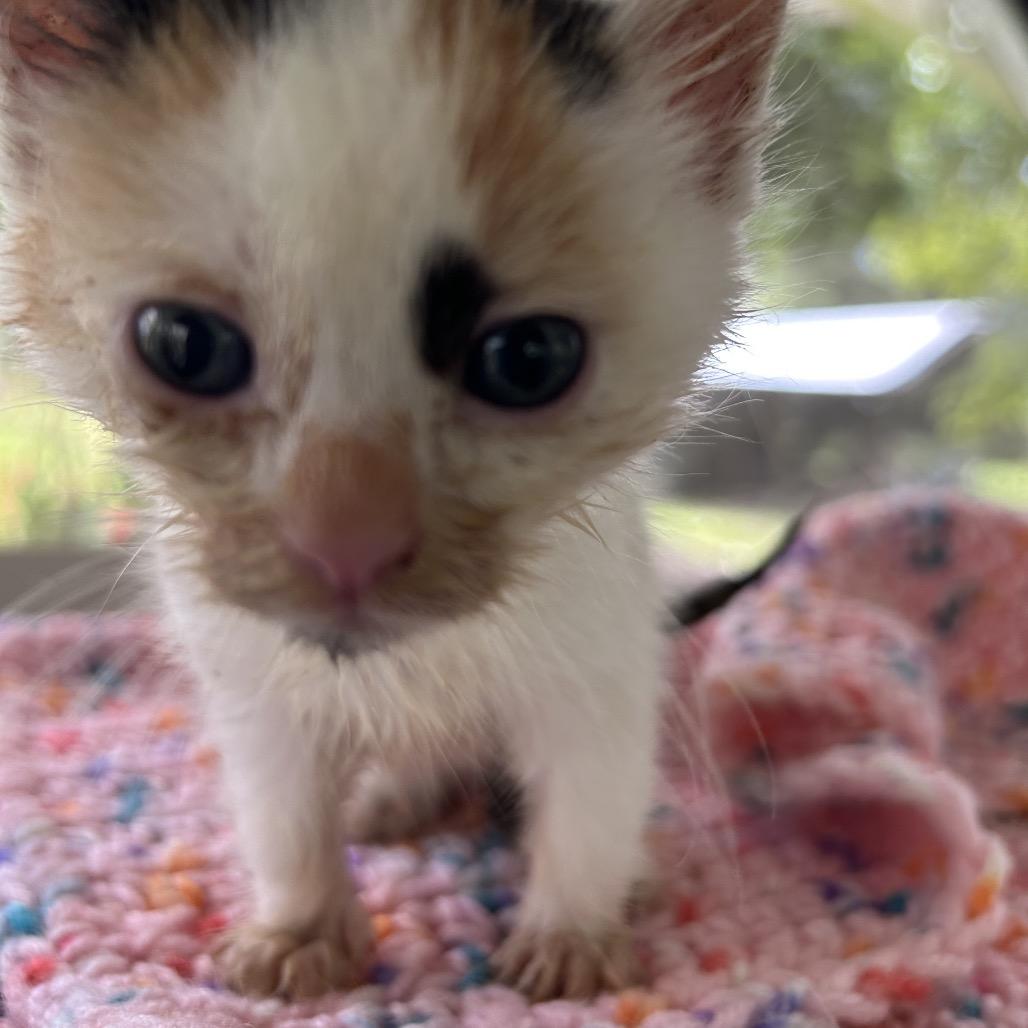 Barney, a Adoptable Domestic Short Hair in Pahoa, HI image 3/6