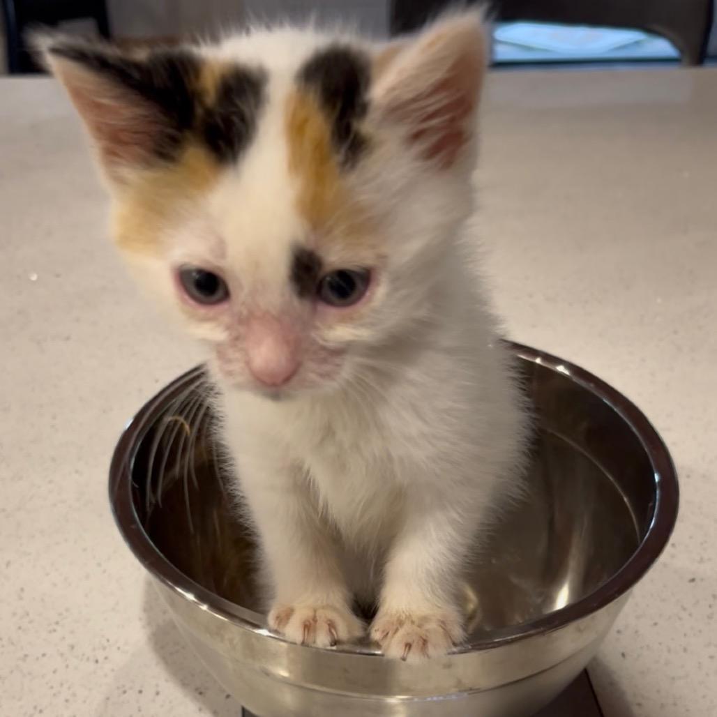 Barney, a Adoptable Domestic Short Hair in Pahoa, HI image 4/6