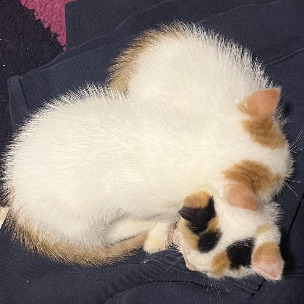 Barney, a Adoptable Domestic Short Hair in Pahoa, HI image 5/6