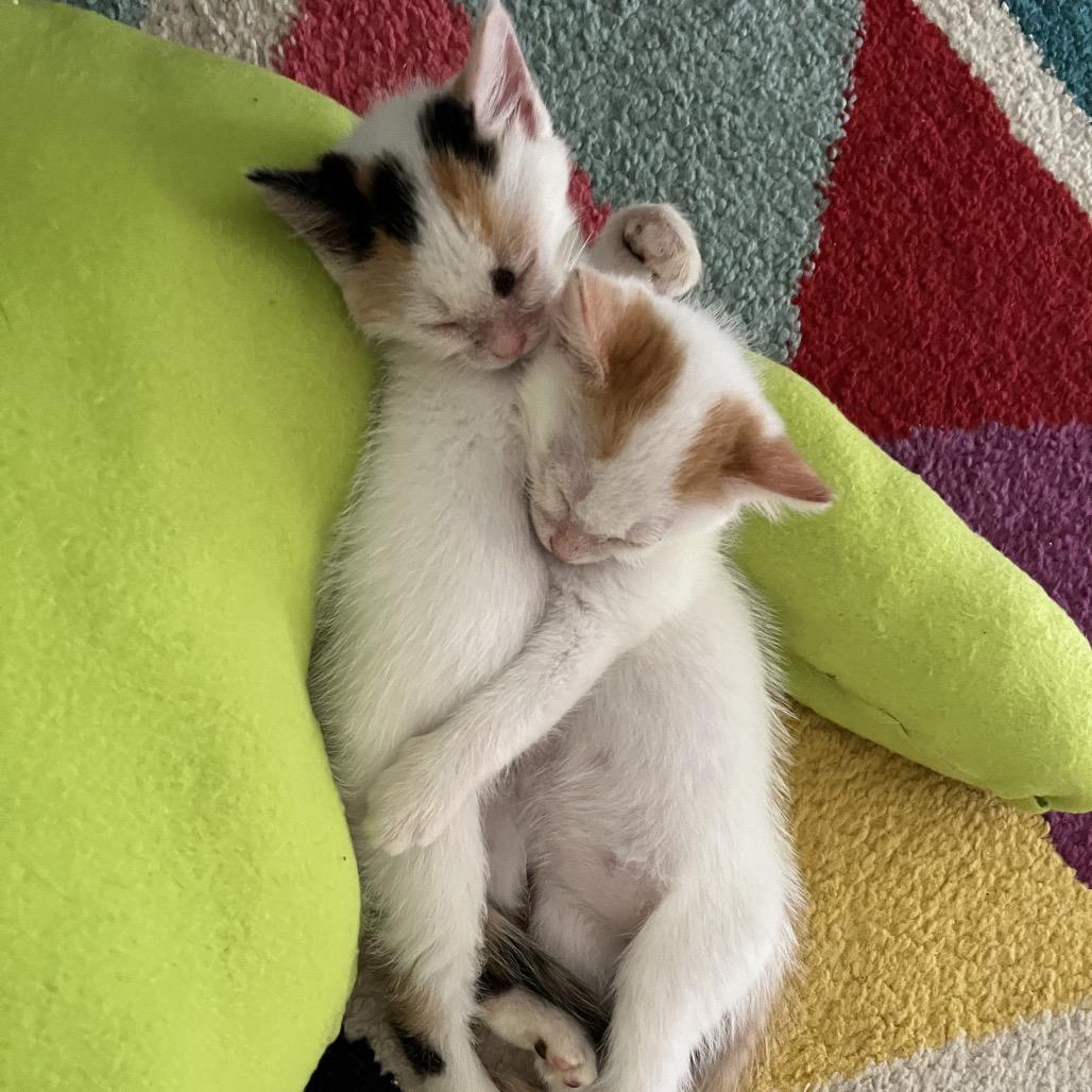 Barney, a Adoptable Domestic Short Hair in Pahoa, HI image 6/6