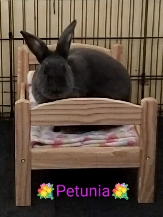 Petunia, Adoptable, Adult Female New Zealand.