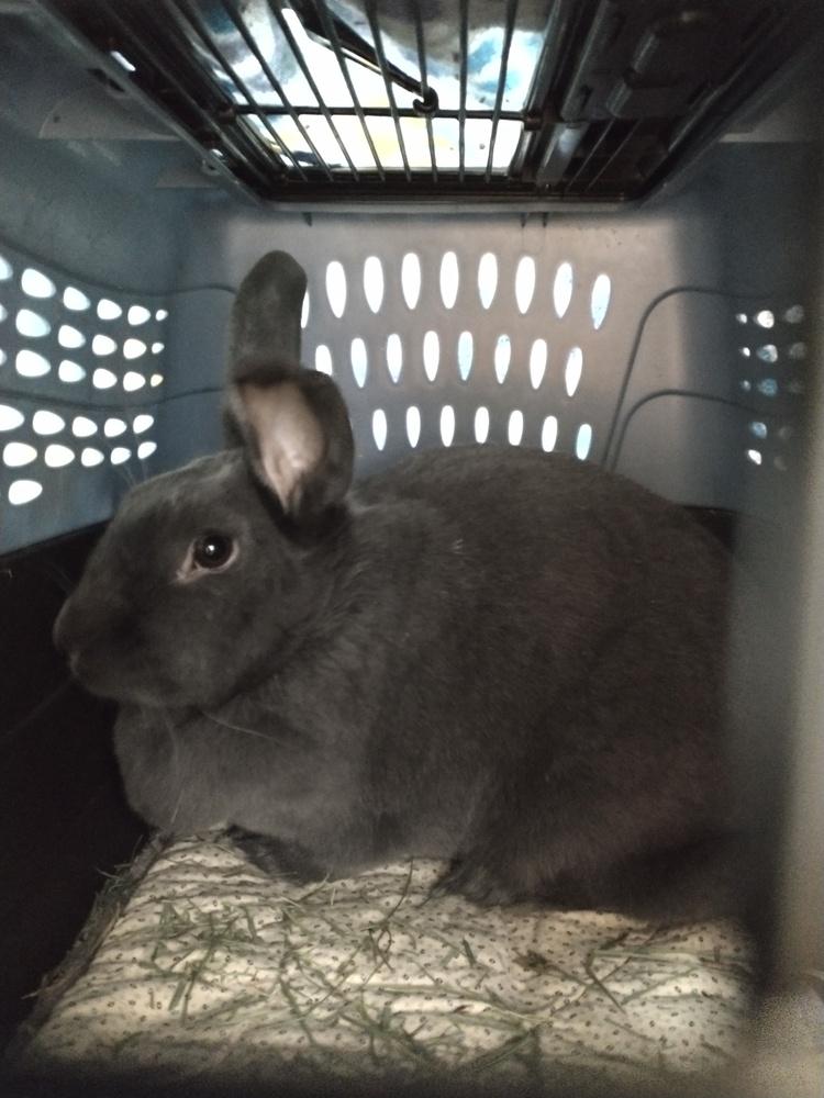 Petunia, Adoptable, Adult Female New Zealand.