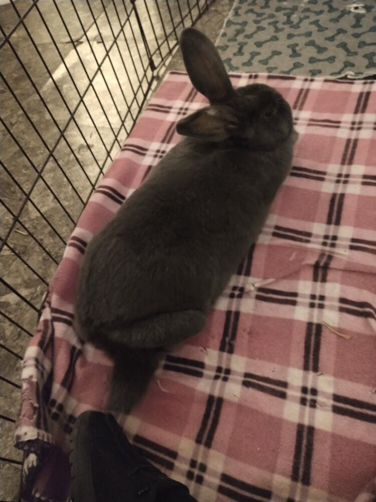 Enlarge Petunia, a Adoptable New Zealand in Dallas, PA image 3/4