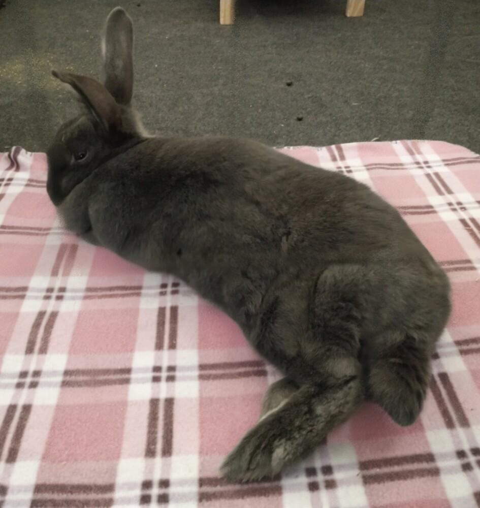 Enlarge Petunia, a Adoptable New Zealand in Dallas, PA image 4/4