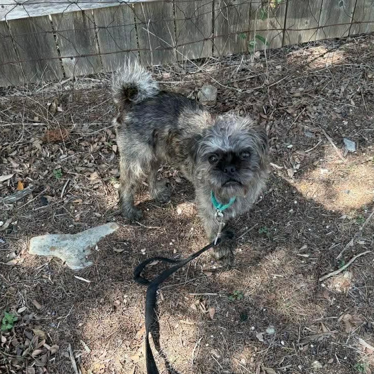 Bugsy — thumbnail 5