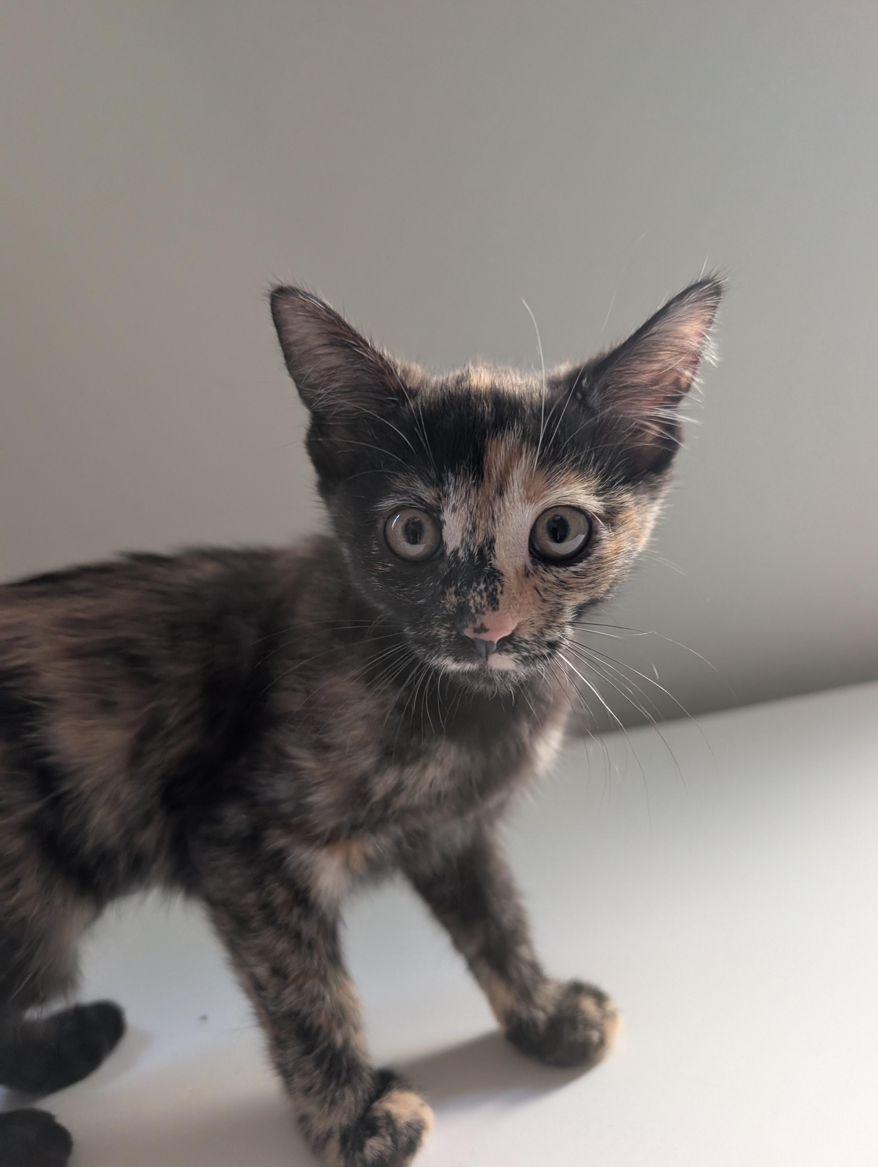 Bun Bun, adopted, Kitten Female Domestic Short Hair.