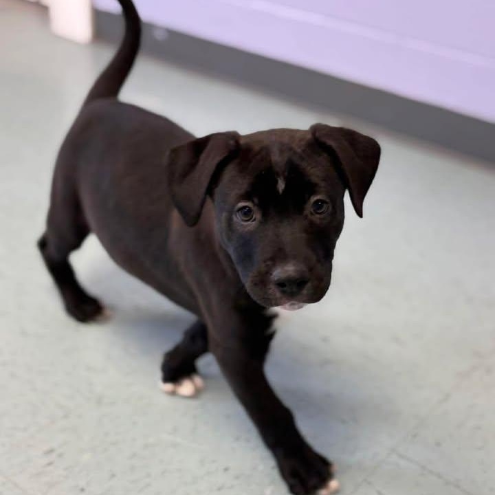 Fireboy, adoptable, Puppy Male Labrador Retriever.