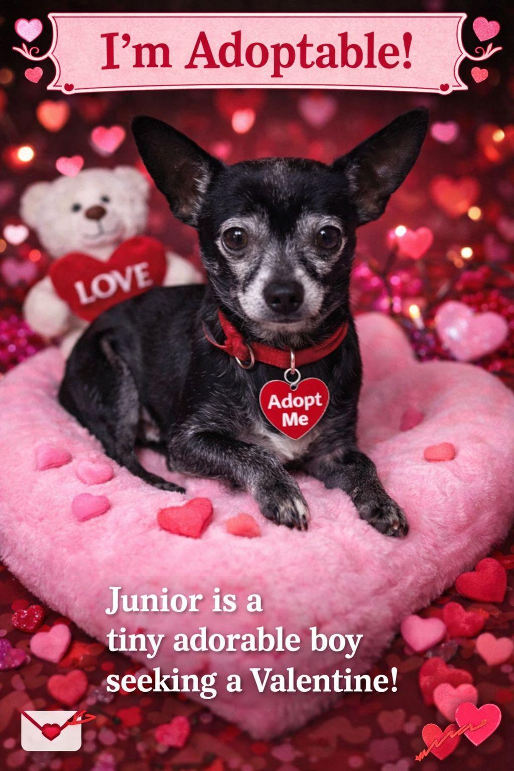 Enlarge Junior, a ADOPTABLE Chihuahua in Broken Arrow, OK image 1/1