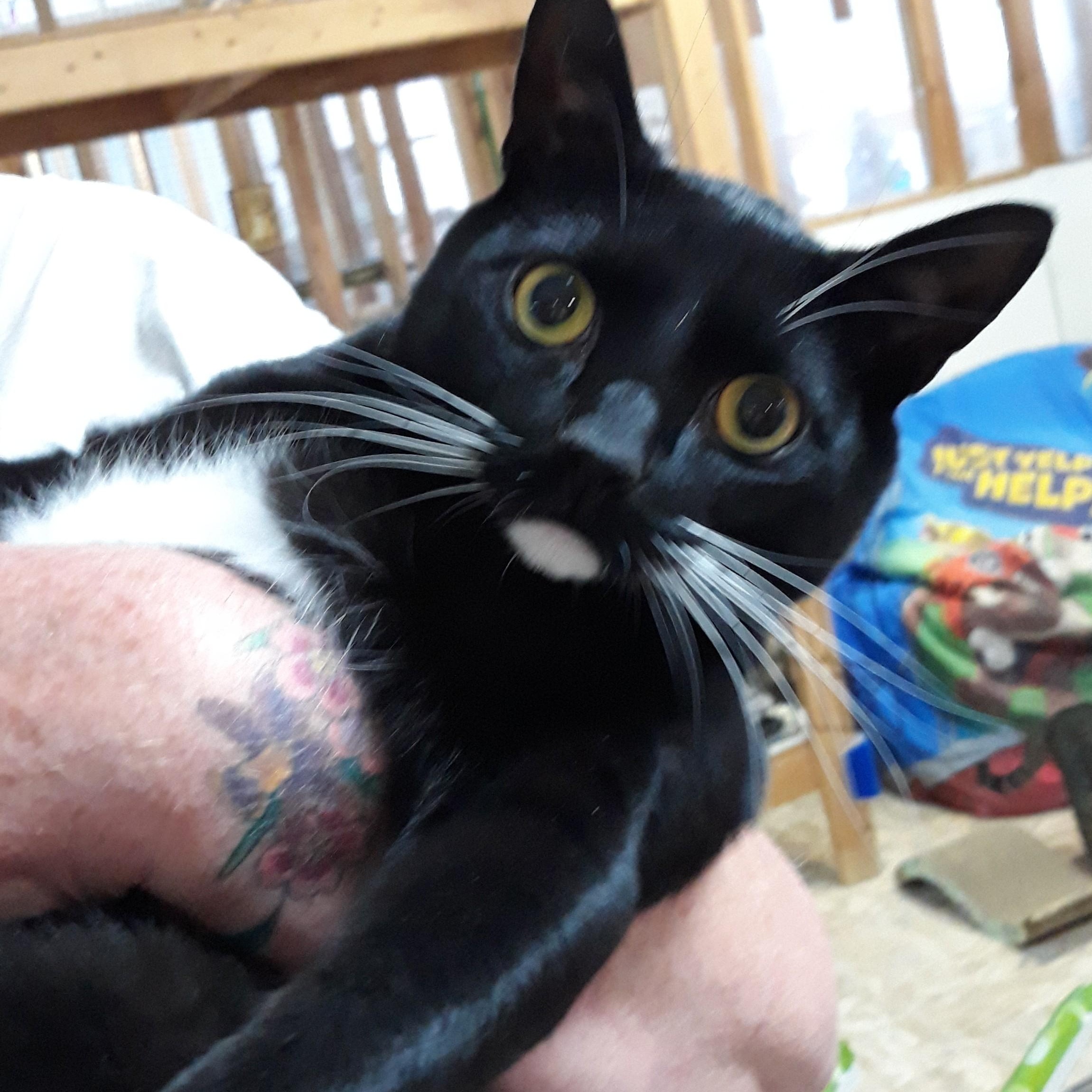 Enlarge Toby, a Adoptable mixed breed in Germansville, PA image 4/4