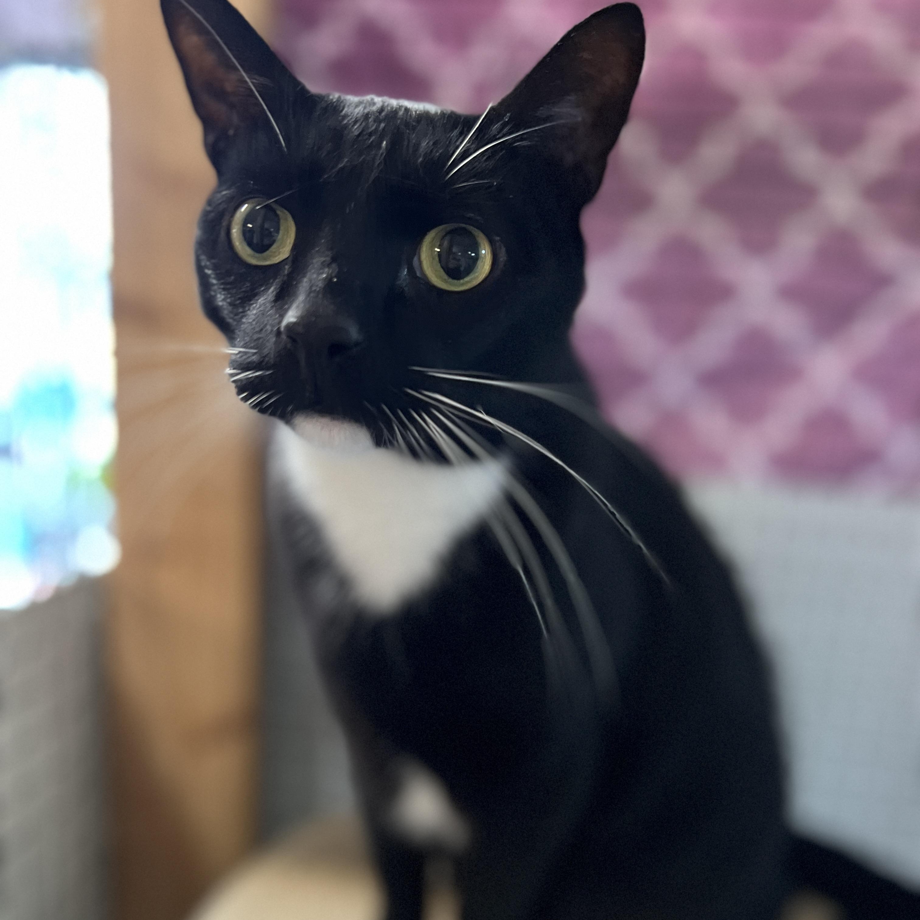 Toby, Adoptable, Adult Male Domestic Short Hair & Tuxedo.