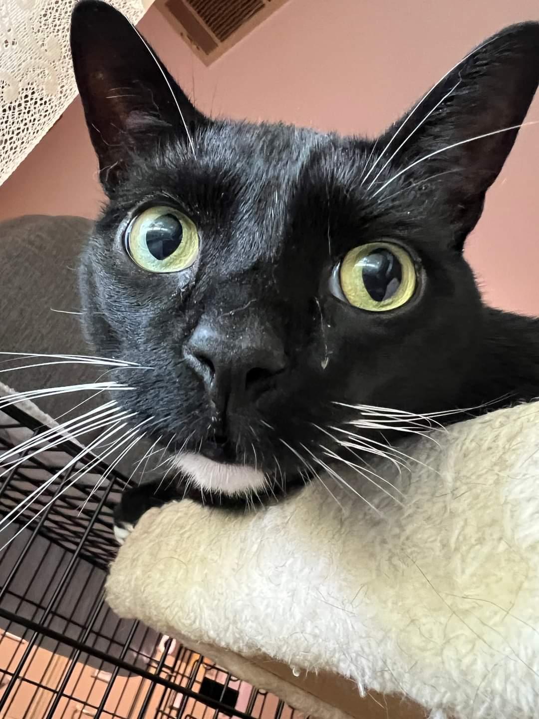 Enlarge Toby, a Adoptable mixed breed in Germansville, PA image 3/4