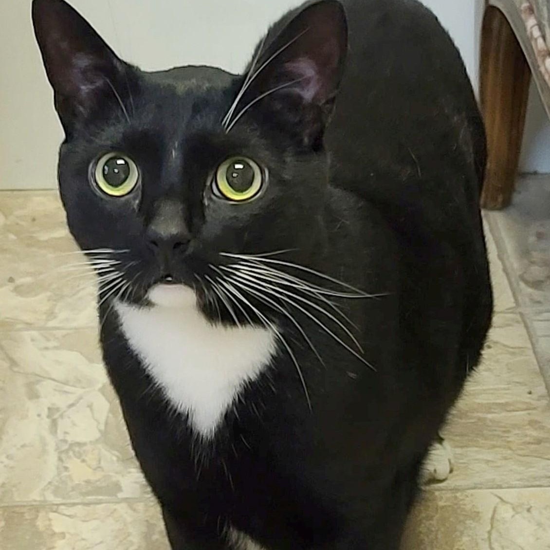 Enlarge Toby, a Adoptable mixed breed in Germansville, PA image 1/4