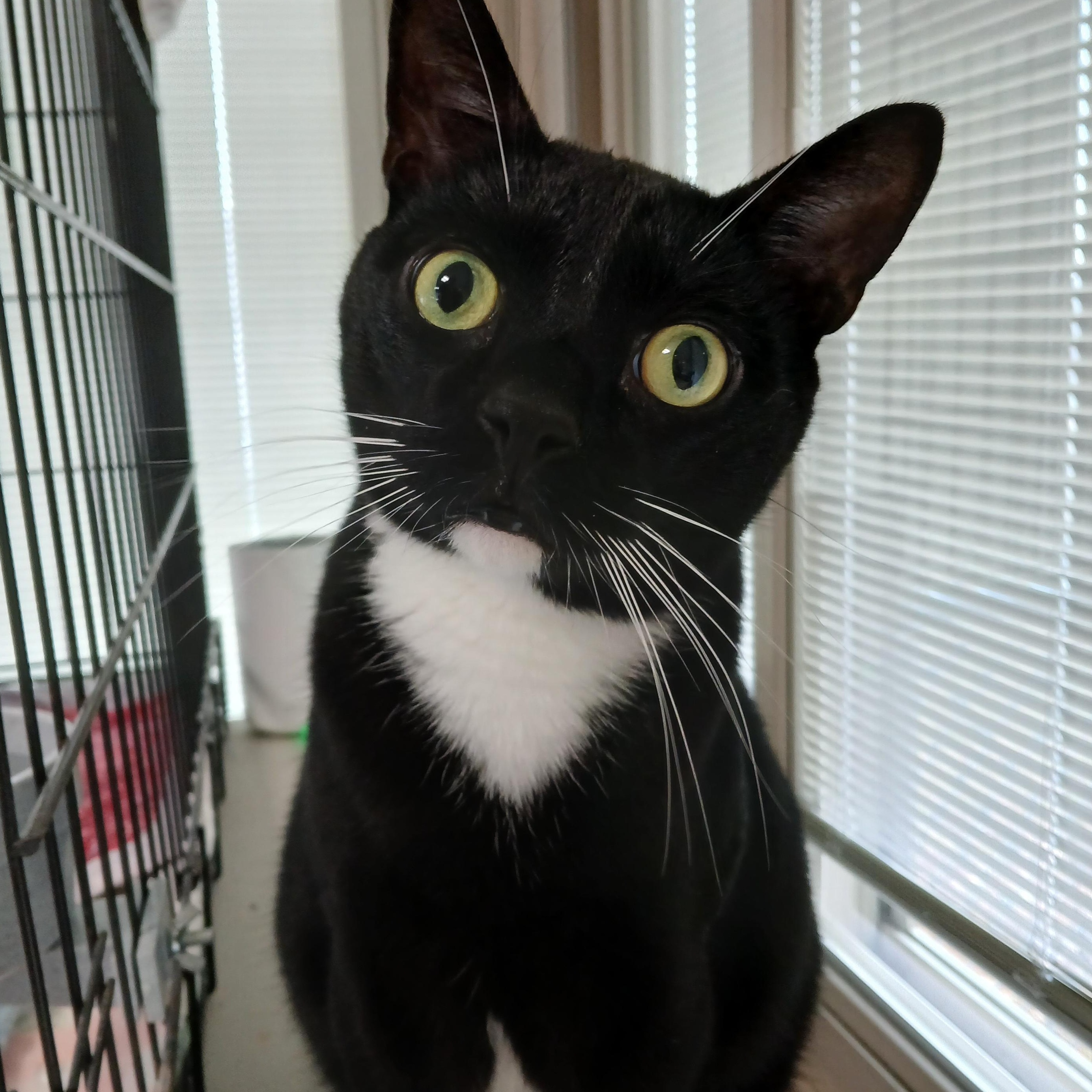 Enlarge Toby, a Adoptable mixed breed in Germansville, PA image 2/4