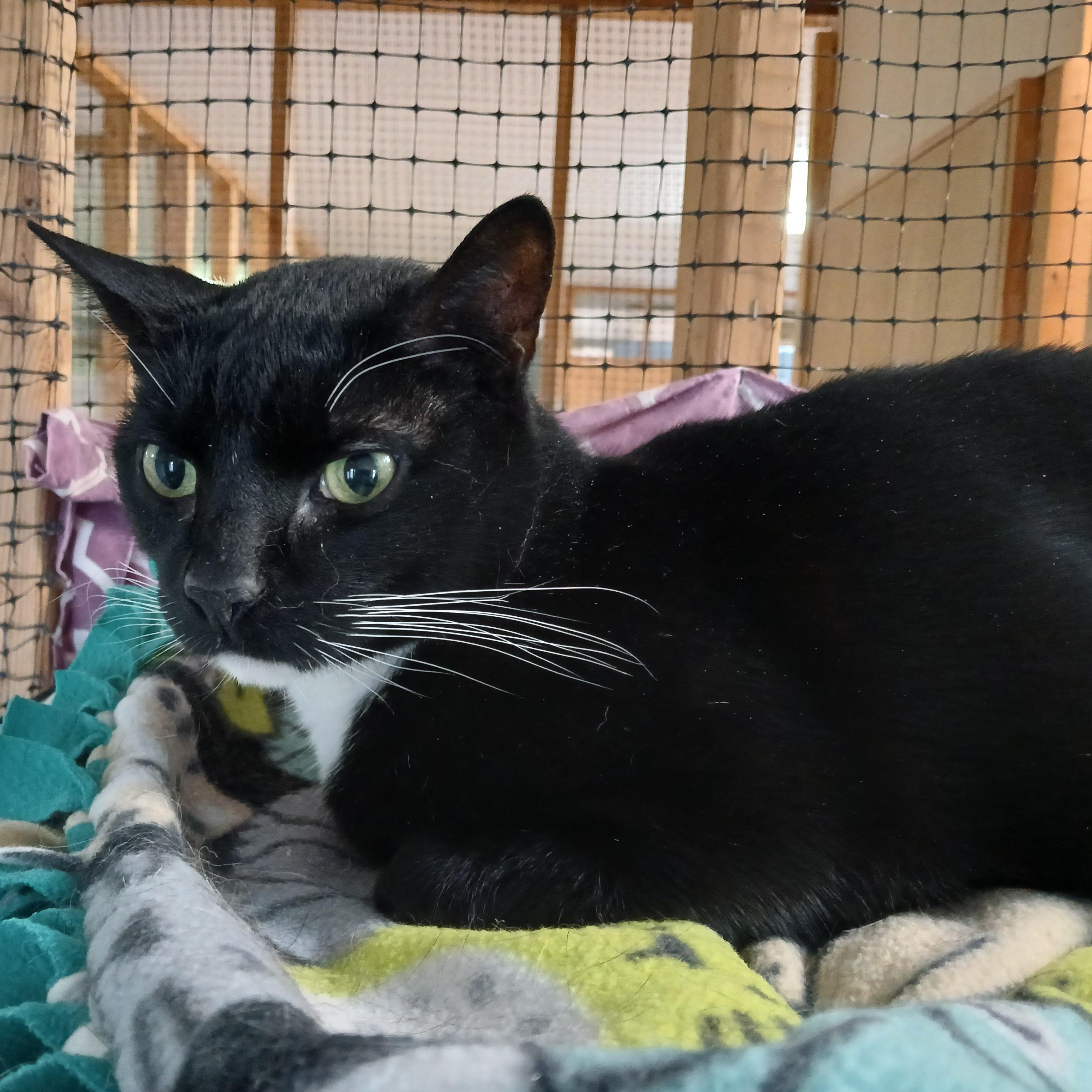 Enlarge Toby, a Adoptable mixed breed in Germansville, PA image 5/5