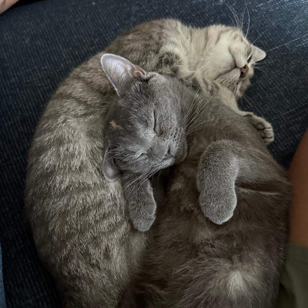 Tulip — thumbnail 2