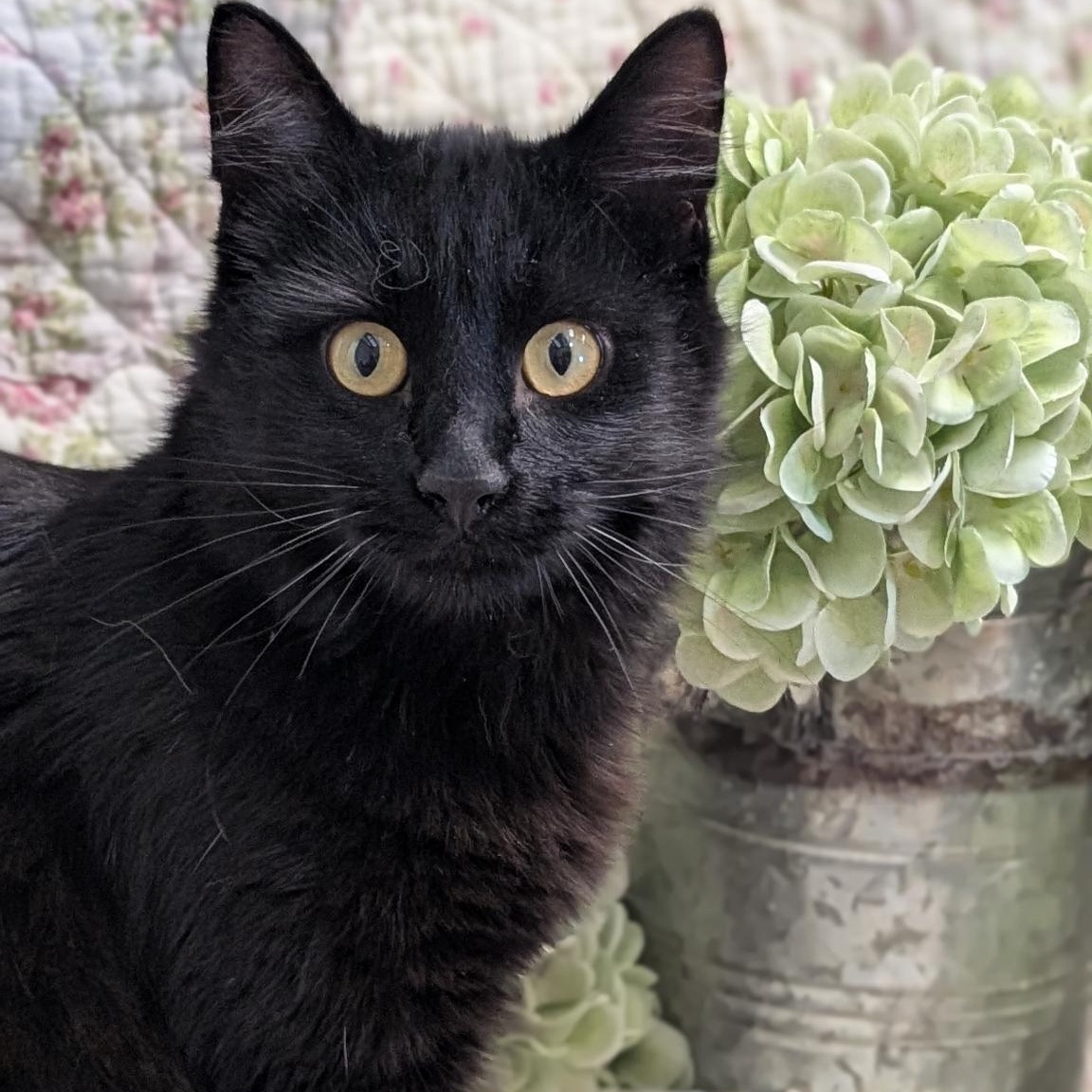 Squirely, ADOPTABLE, Adult Male Domestic Medium Hair.