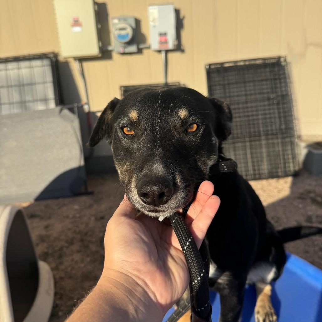 Enlarge Diggs, a Adoptable Mixed Breed in Tonopah, AZ image 1/2