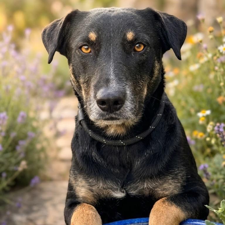 Diggs, Adoptable, Adult Male Mixed Breed.