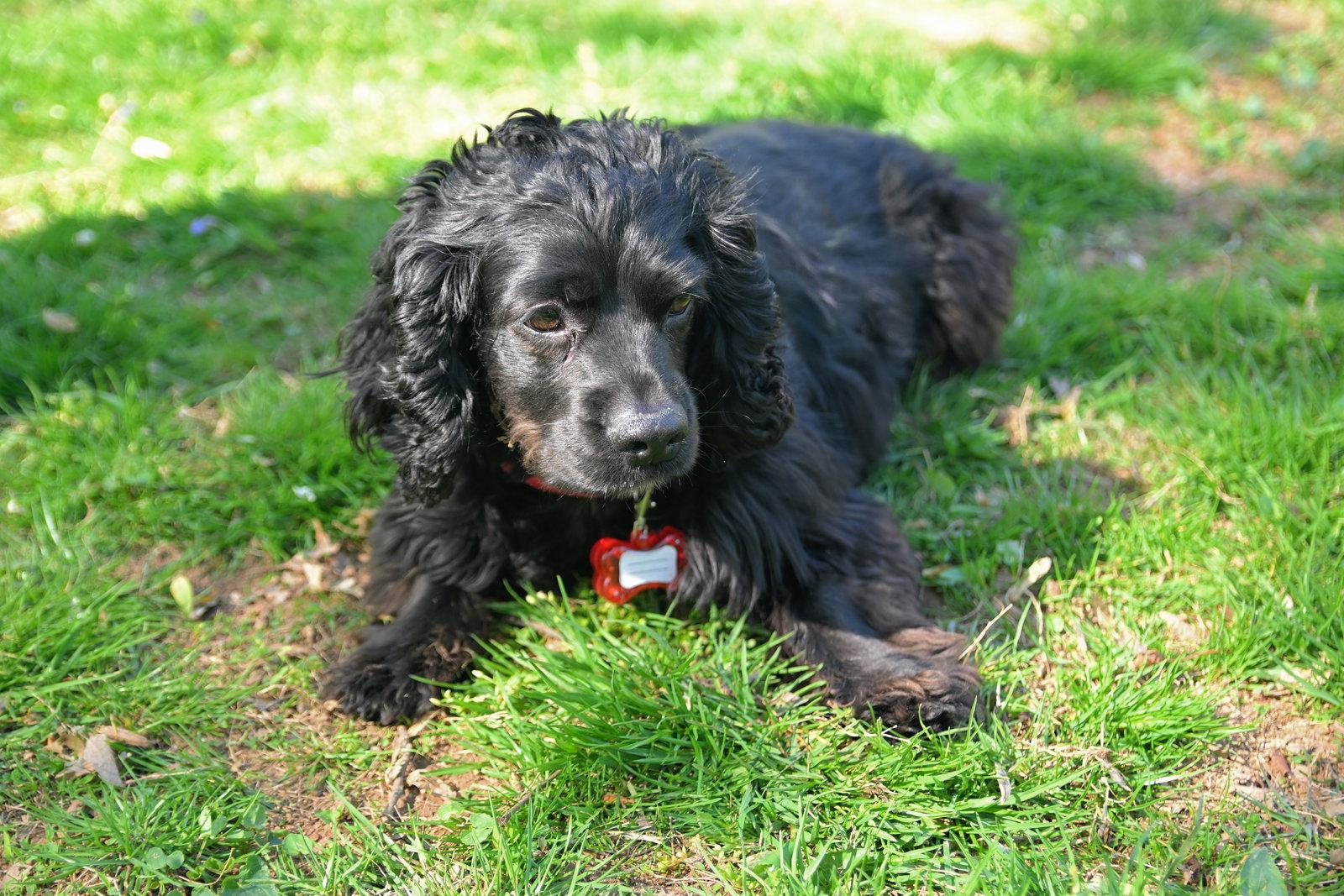 Bella, Adoptable, Adult Female Cocker Spaniel.